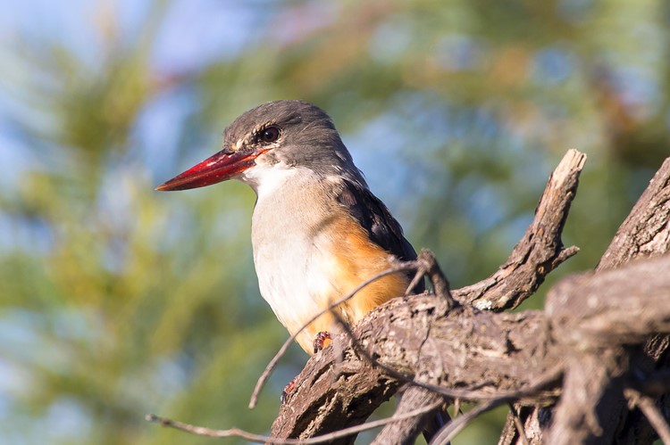 IJsvogel in Marakele National Park, Zuid-Afrika